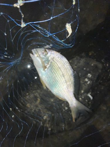ヘダイの釣果