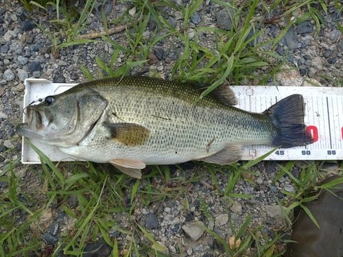 ラージマウスバスの釣果