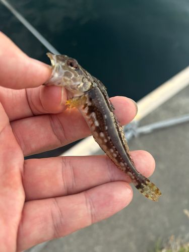 アナハゼの釣果