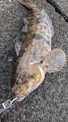 アブラコの釣果