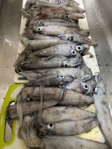 ケンサキイカの釣果
