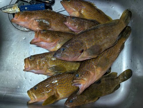 キジハタの釣果