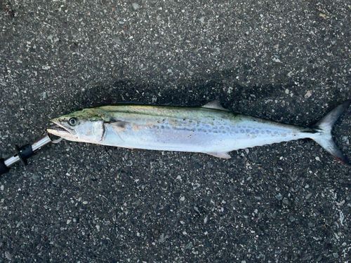 サゴシの釣果
