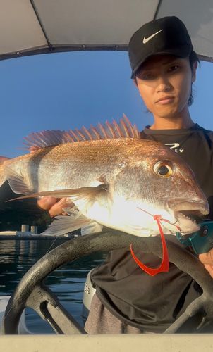 マダイの釣果