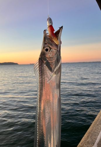 タチウオの釣果