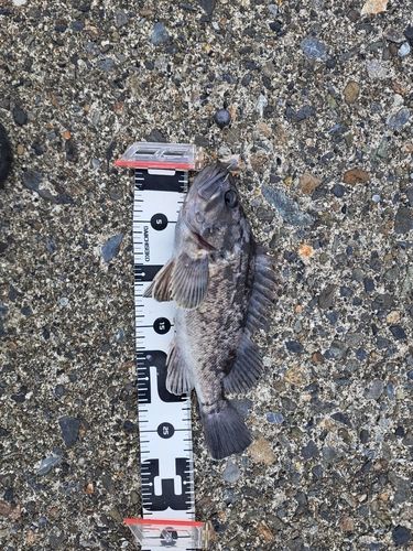 クロソイの釣果