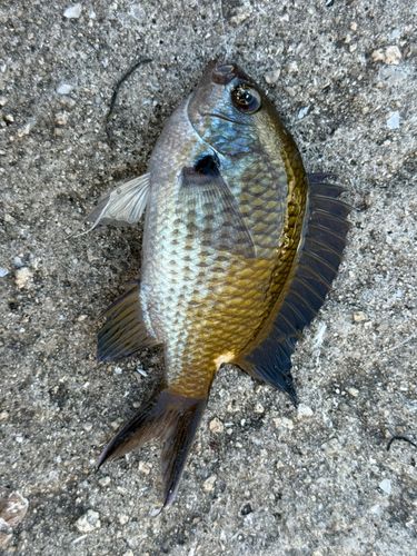 カワハギの釣果