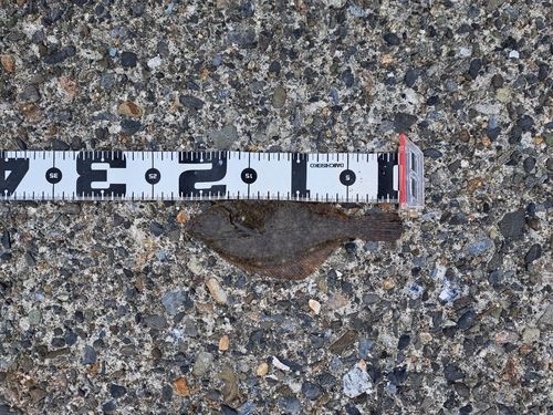 イシガレイの釣果