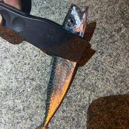 サバ