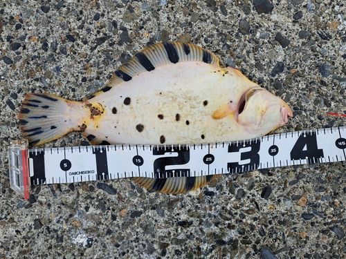 マツカワの釣果