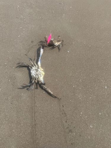ワタリガニの釣果
