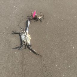 ワタリガニ