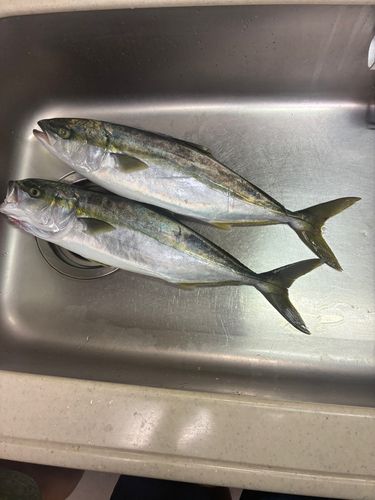 イナダの釣果