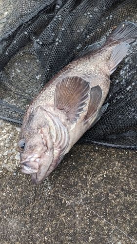マゾイの釣果