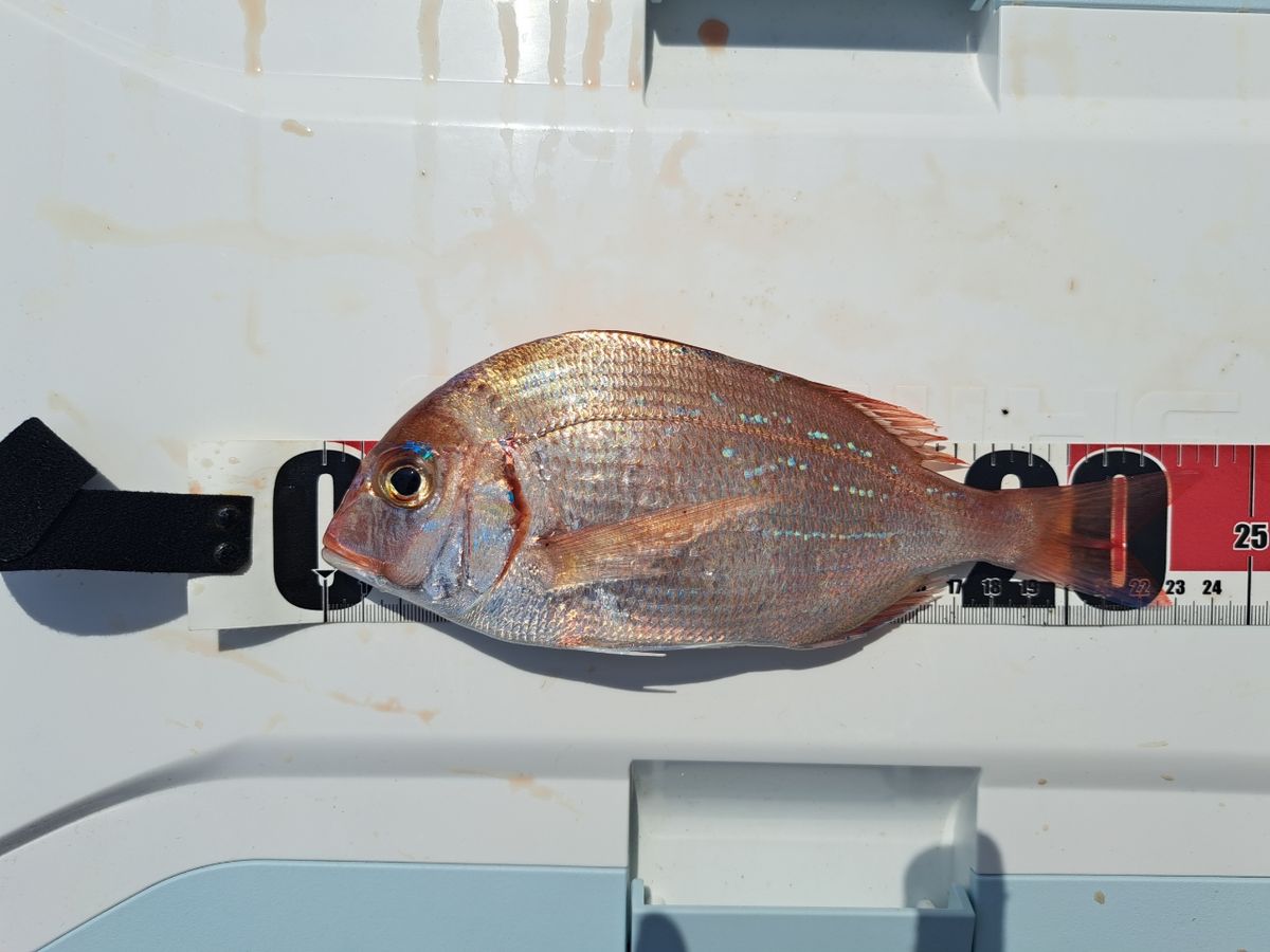 海なし県のヒローさんの釣果 1枚目の画像