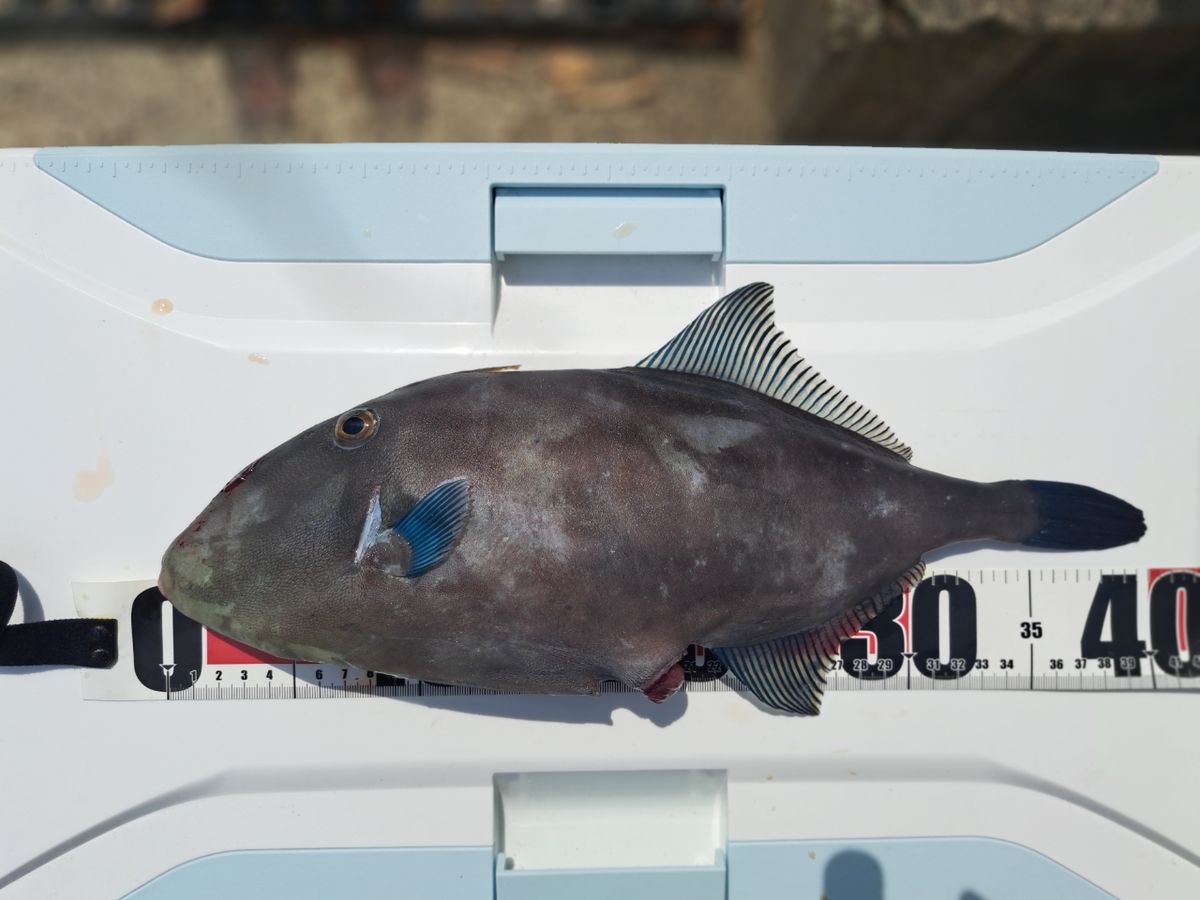 海なし県のヒローさんの釣果 2枚目の画像