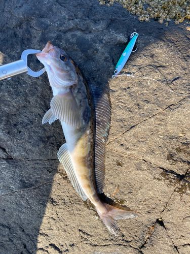 緑の島で釣れたホッケの釣り・釣果情報 - アングラーズ | 釣果