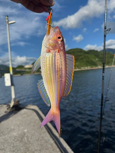 イトヨリダイの釣果