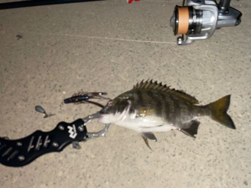 クロダイの釣果