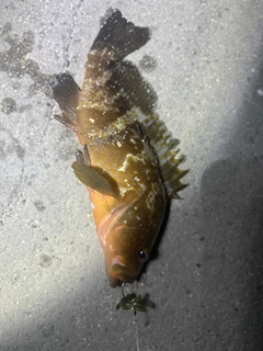 キジハタの釣果