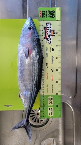 ハガツオの釣果