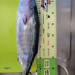 ハガツオ