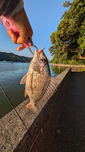 キビレの釣果