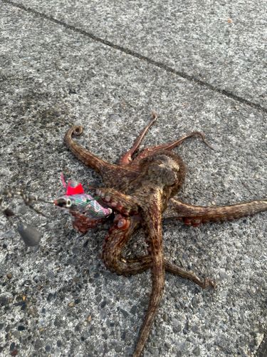 タコの釣果