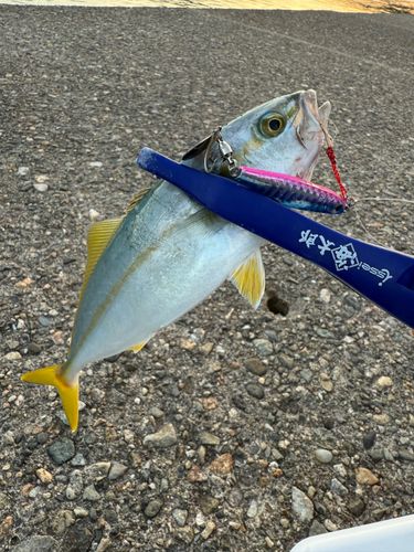 モジャコの釣果