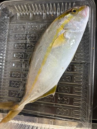 ショゴの釣果