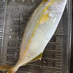 ショゴ