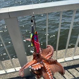 タコ