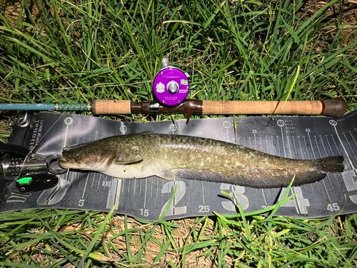 ナマズの釣果