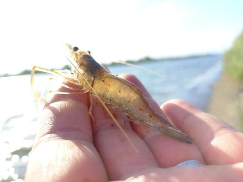 テナガエビの釣果