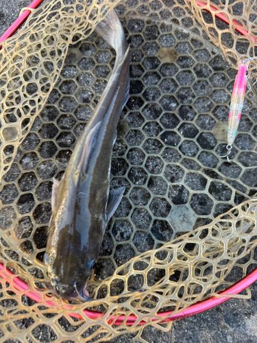 アメリカナマズの釣果