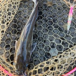 アメリカナマズ