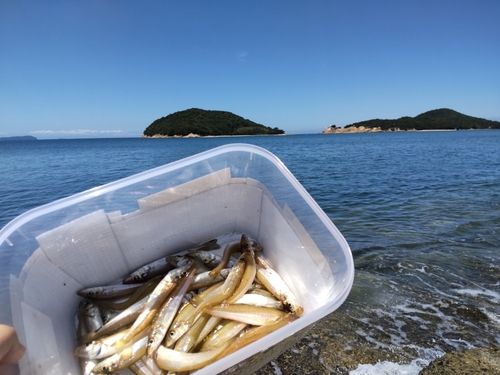 キスの釣果