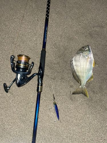 ヘダイの釣果