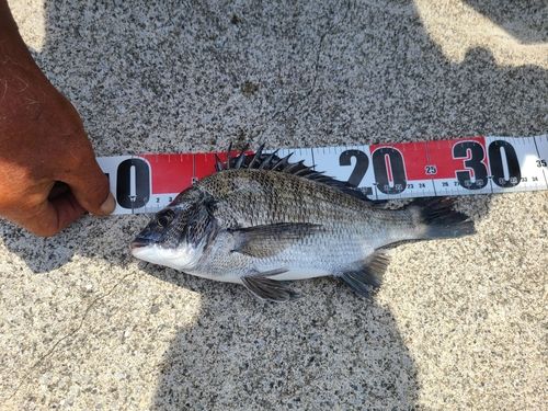 クロダイの釣果