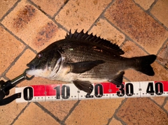 クロダイの釣果