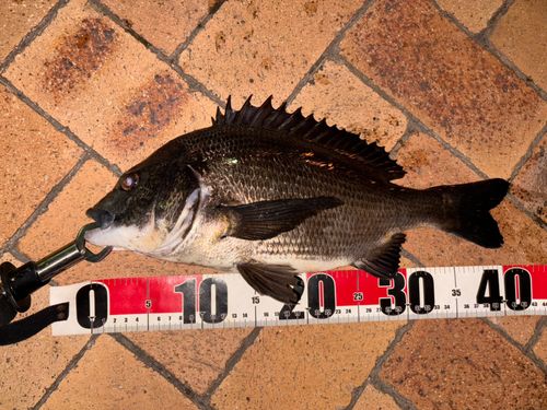 クロダイの釣果