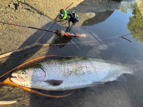 ニジマスの釣果