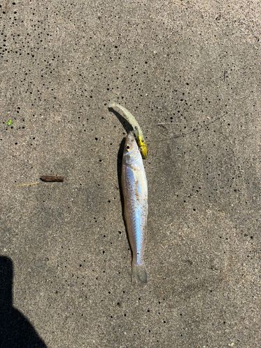 キスの釣果