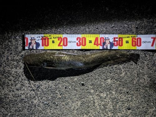 ナマズの釣果