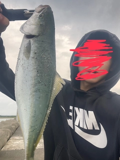 フクラギの釣果