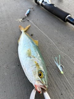ワカシの釣果