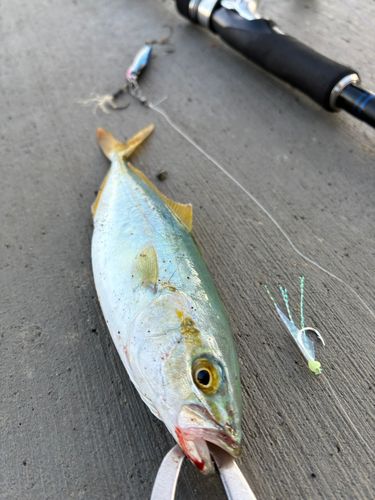 ワカシの釣果