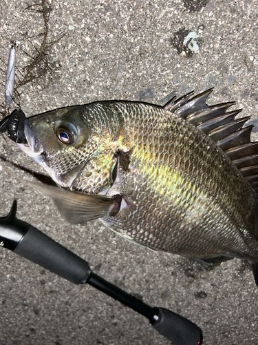 チヌの釣果