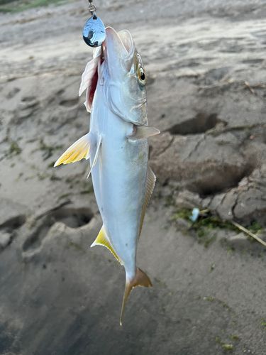 ネリゴの釣果