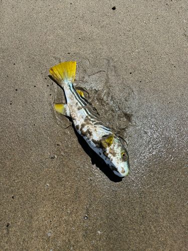 シマフグの釣果